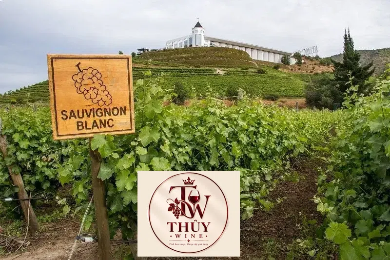 RƯỢU VANG CHILE TRIPANTU CAO CẤP