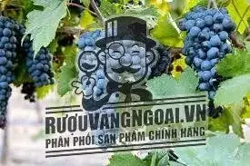 Káº¿t quáº£ hÃ¬nh áº£nh cho CARDINALE PRIMITIVO