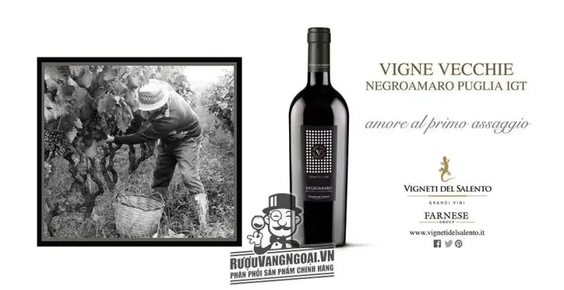 Káº¿t quáº£ hÃ¬nh áº£nh cho vang Ã½ vigne vecchie negroamaro