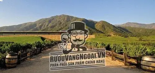 Vang Chile MONTES Limited Selection Sauvignon Blanc