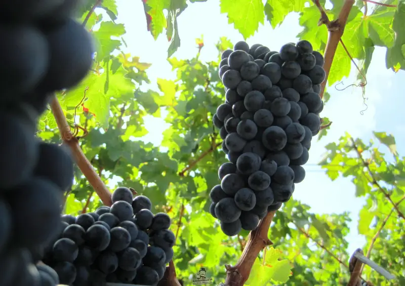 2010 Bordeaux Wine Harvest: Merlot in the Medoc is being picked now!